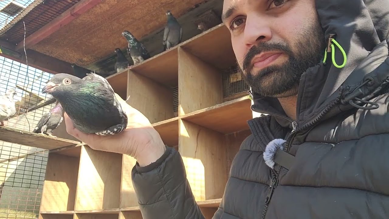 Pakistani and indian high flyers pigeon in uk 