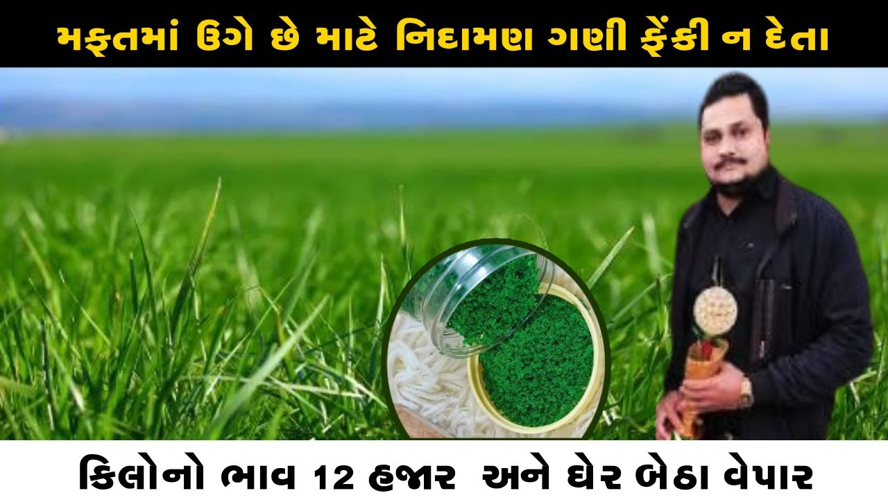 ફાલતુ ગણી ફેંકી ન દેતા llમફતમાં ઉગે,ના ખાતર,ના દવા,ના માવજત ll કિલોનો ભાવ 12 હજાર અને ઘર બેઠા લઈ જશે