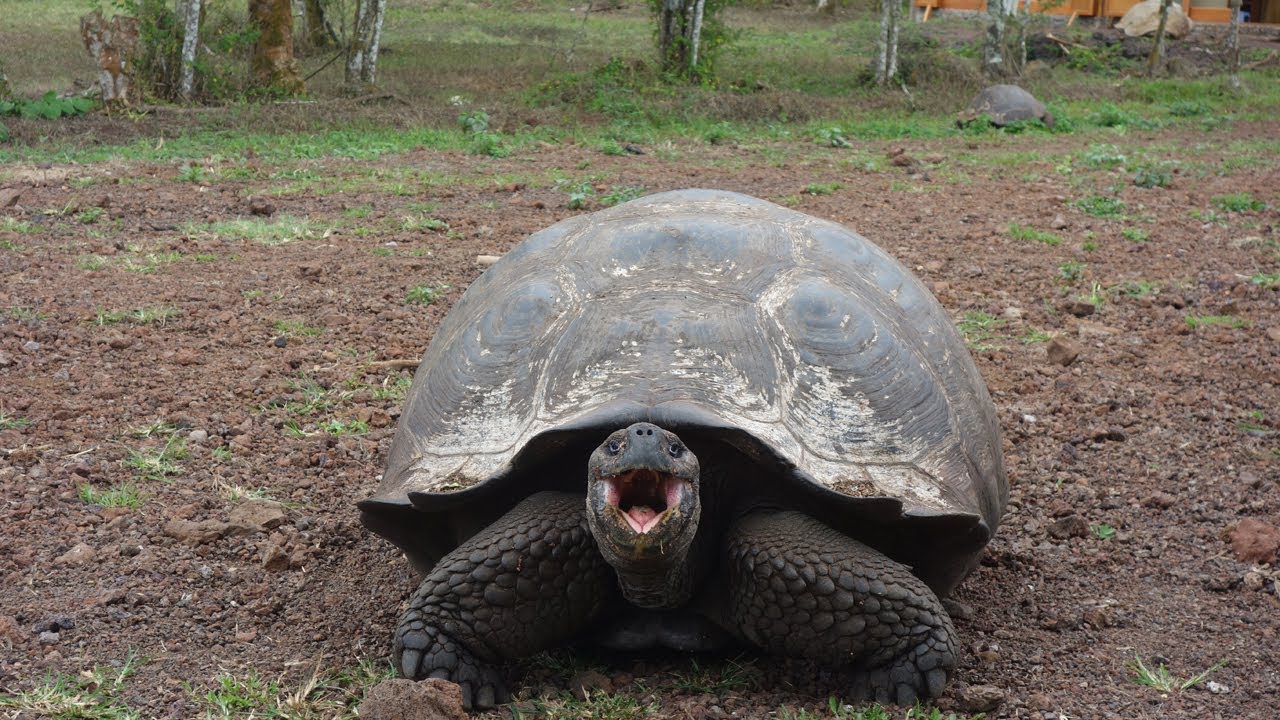 Galapagos 2016