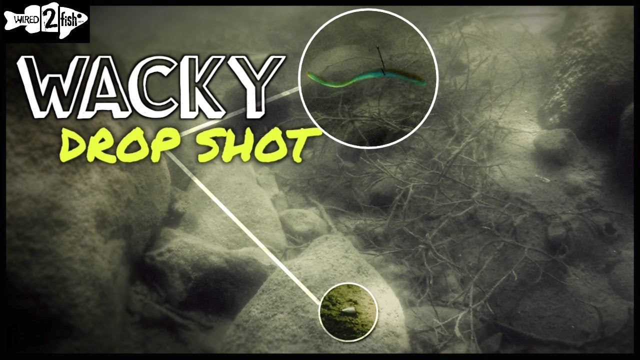 Советы по установке оснастки Wacky Rig Drop Shot для ловли окуня под давлением