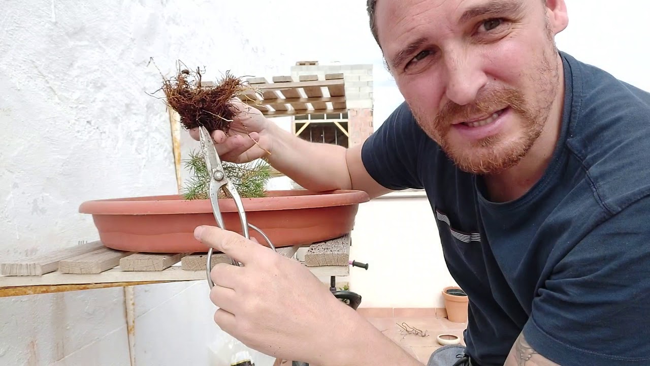 Como crear un bonsai de pino desde semilla
