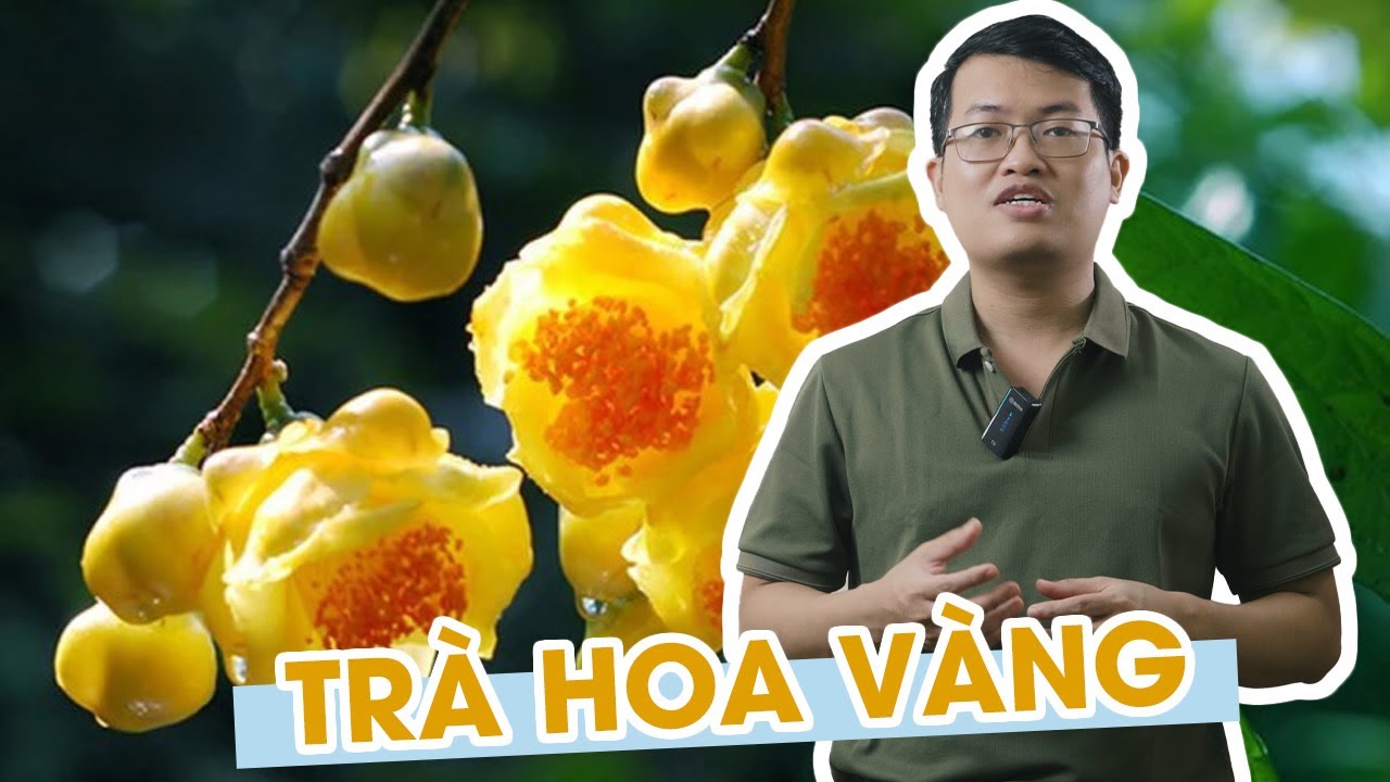 Trà hoa vàng và giới thiệu một số cách sử dụng trà hoa vàng để bảo vệ và nâng cao sức khỏe