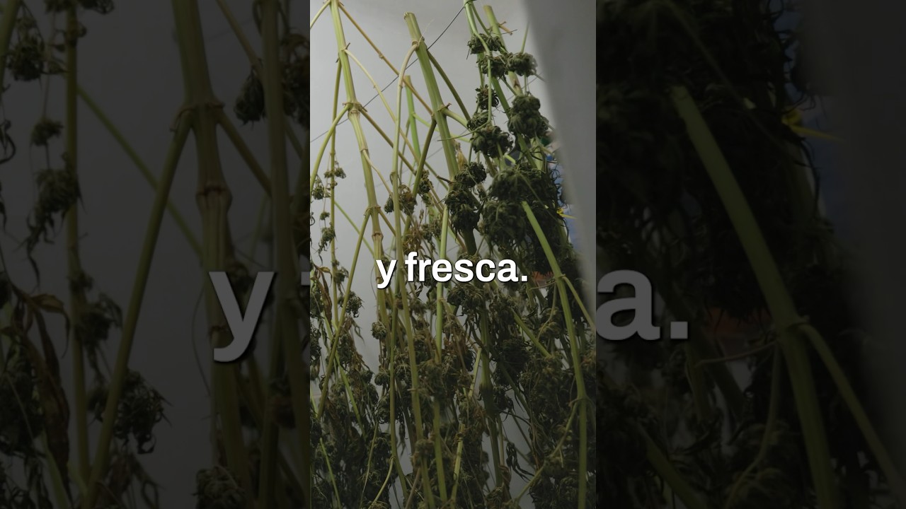 Tips para un Secado &Oacute;ptimo