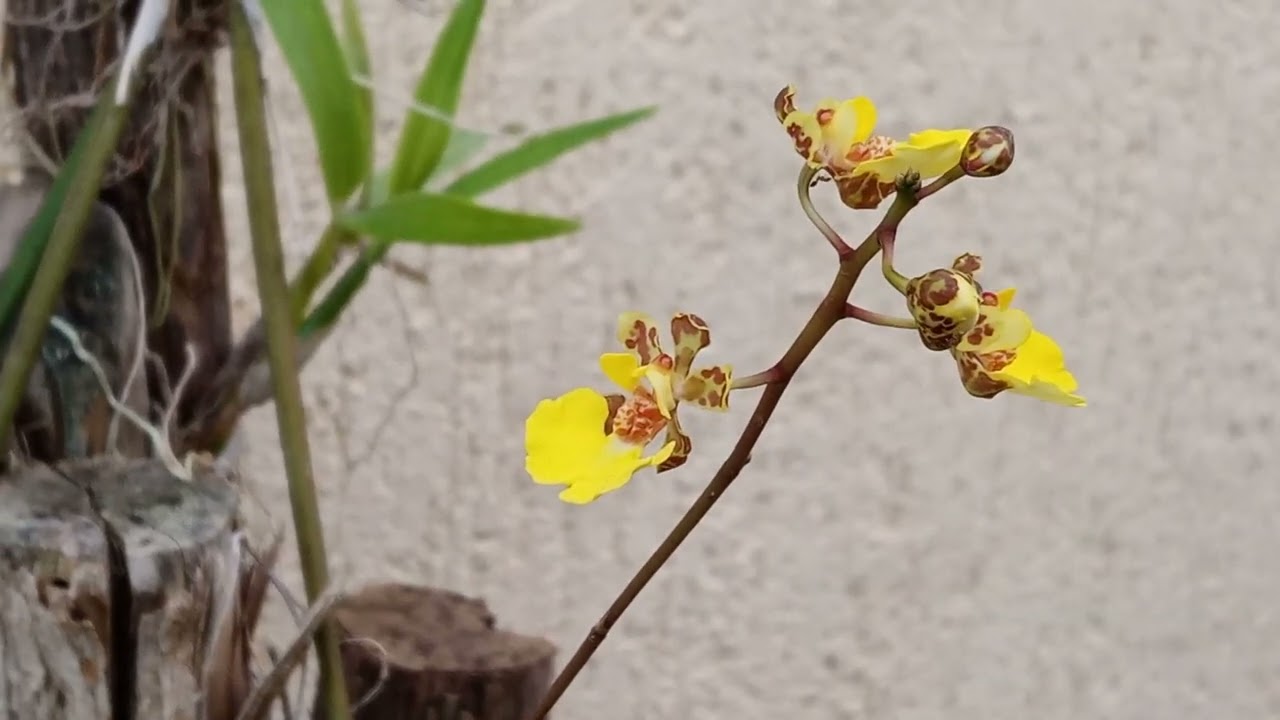 Colección de orquídeas mexicanas en plena floración