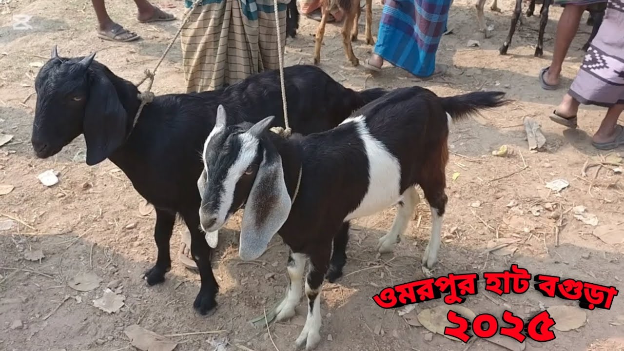ছাগলের দাম দর-২০২৫||Goat Price bd-2025|ওমরপুর হাট বগুড়া||Omor pur Hat Bogura ||