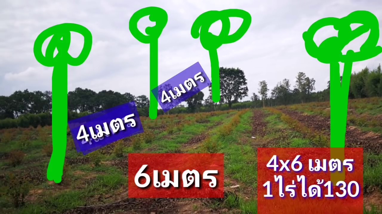 เว้นระยะปลูกไม้ยืนต้นถี่หรือห่างดี ไม้ตรงผอมไม้อ้วนแบบใหนดี ep45