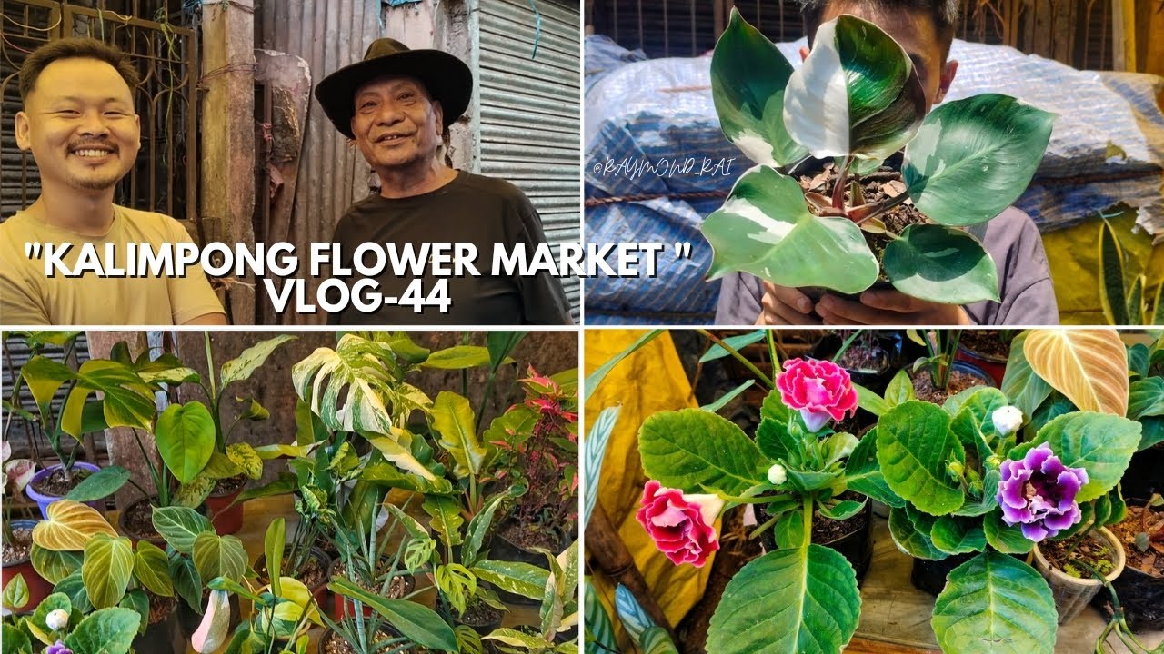 Kalimpong Local Flower Market | Best Shopping Hub For Plant Lovers🌿🌷💙| Plant Vlog-44 #kalimpongvlog