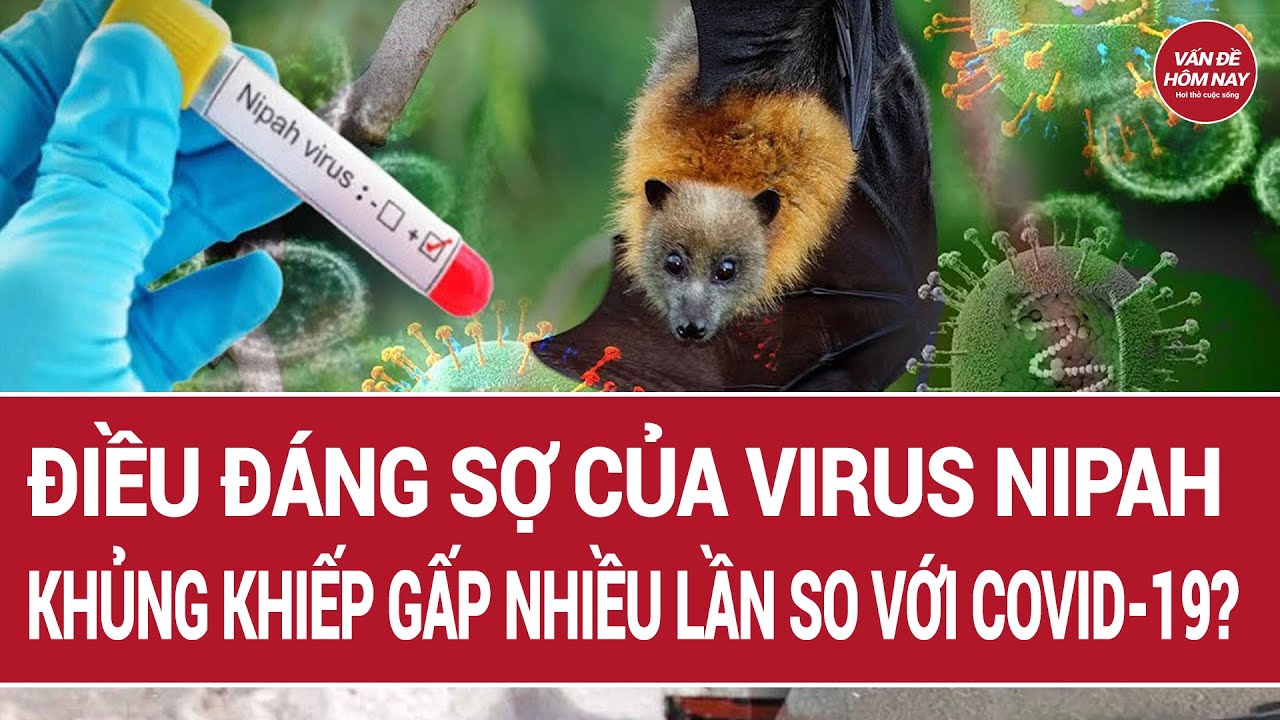Điều đáng sợ của Virus Nipah thế nào so với COVID-19?