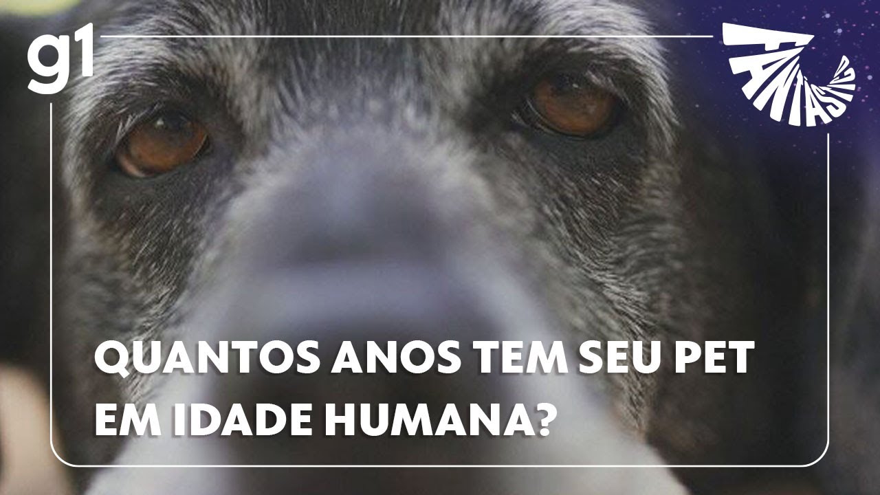 Fantástico: Quantos anos tem seu pet em idade humana? Estudo ajuda a fazer essa conta