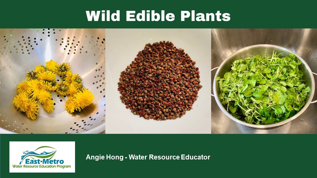 Wild edible plants of Minnesota