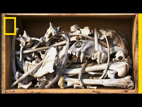 Collection Obsession Yields Strange, Fascinating Photos | National Geographic