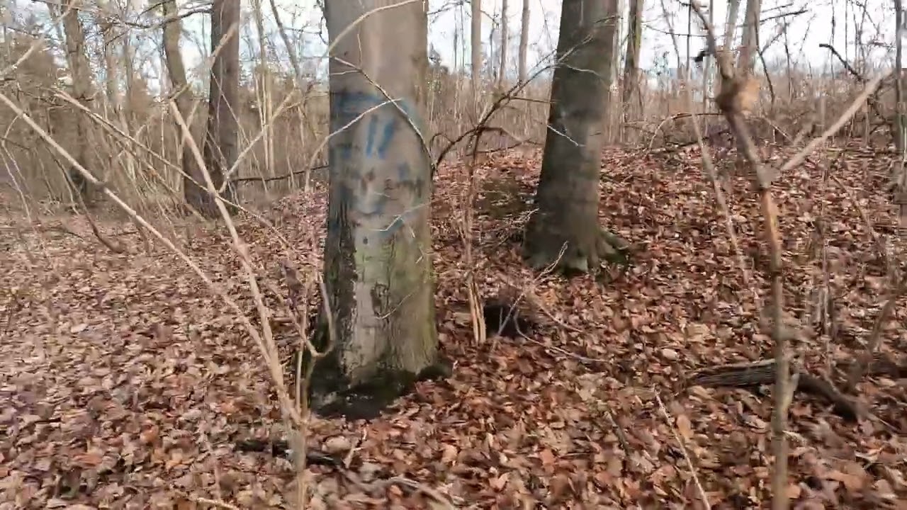 Ein Hügelgrab am Fernblick in Zwickau - Marienthal?