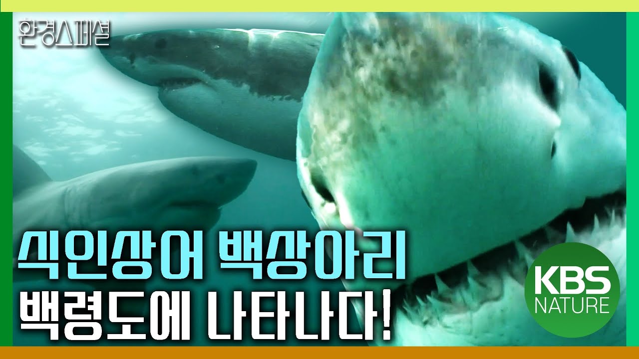 사람 공격하는 식인상어 백상아리! 백령도에 나타나다! [KBS스페셜-백령도 백상아리 미스터리] / KBS 20100919 방송