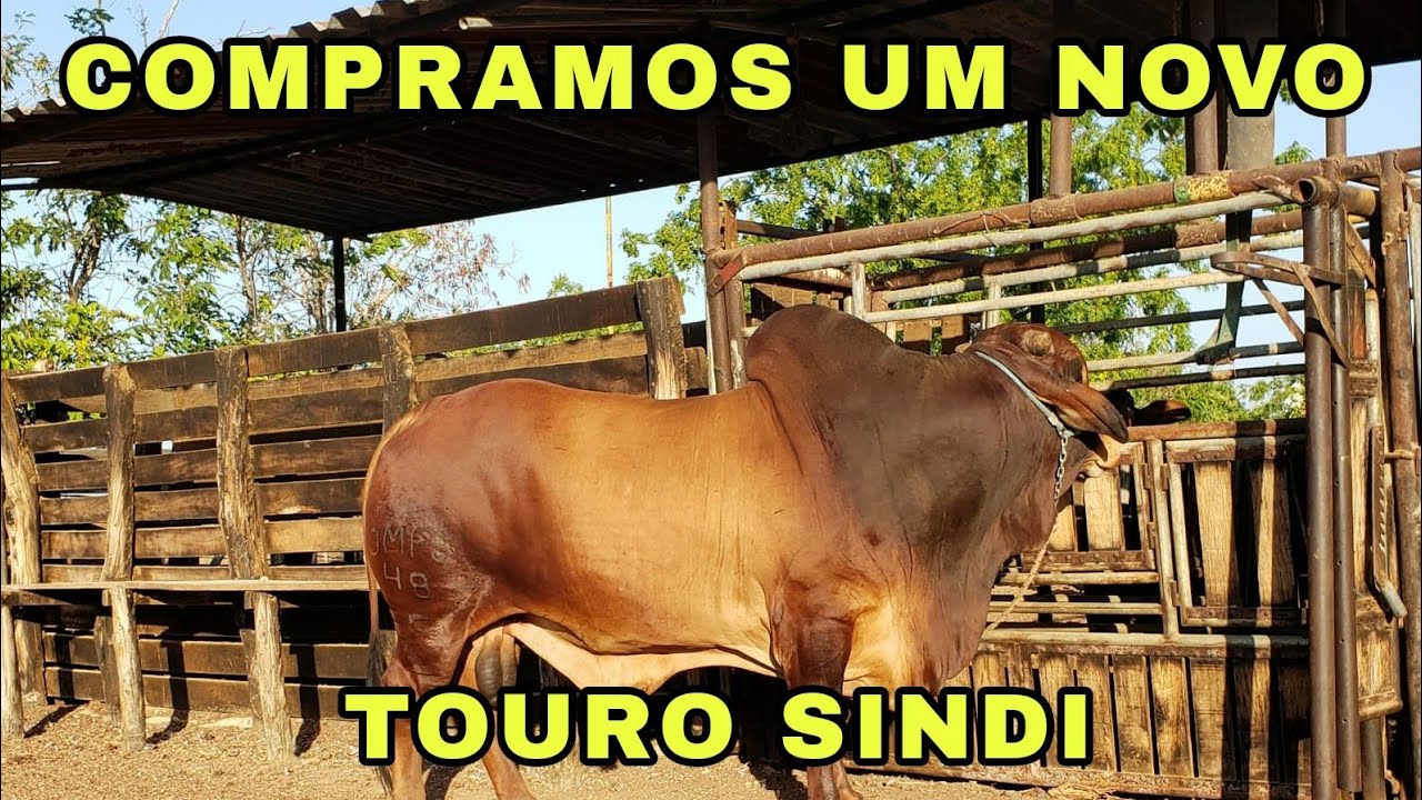 NOSSO NOVO TOURO SINDI