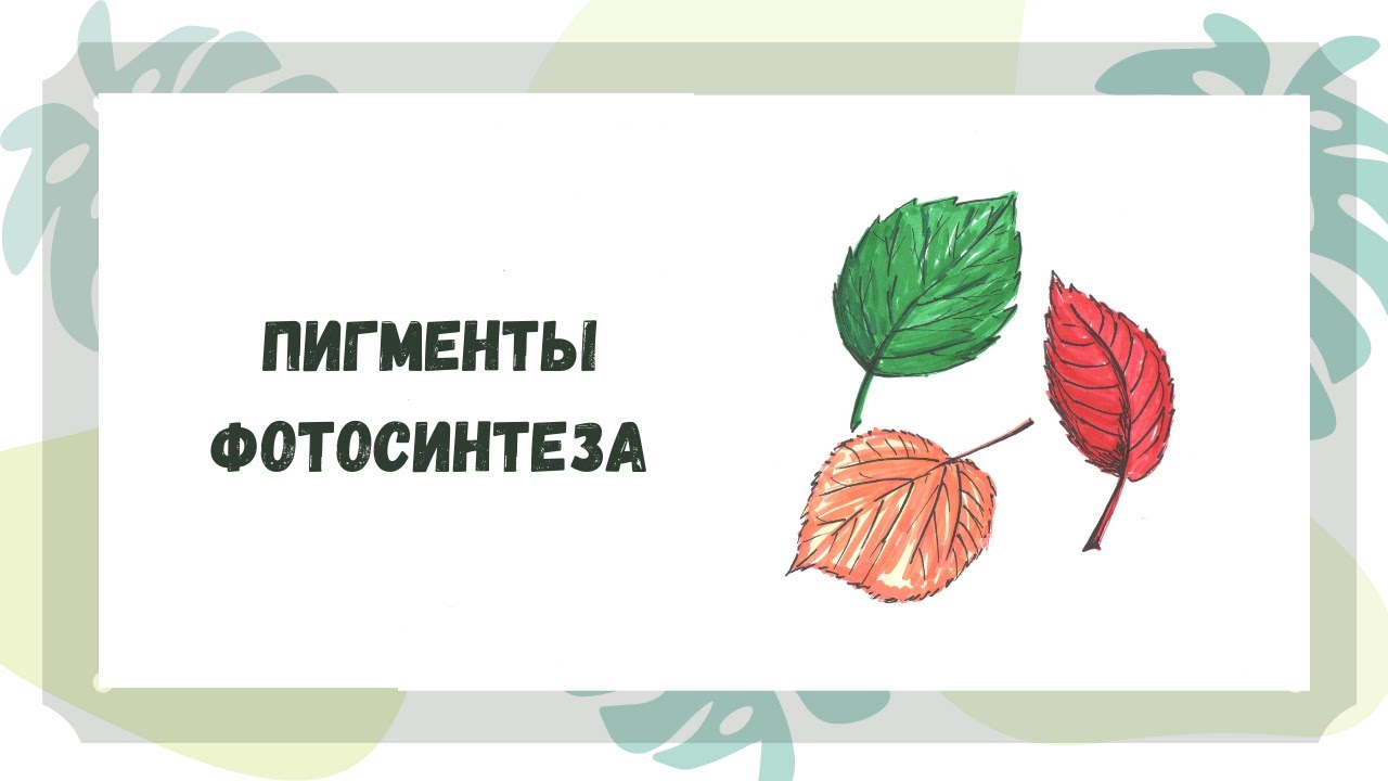 Пигменты фотосинтеза. Какой свет поглощают растения?