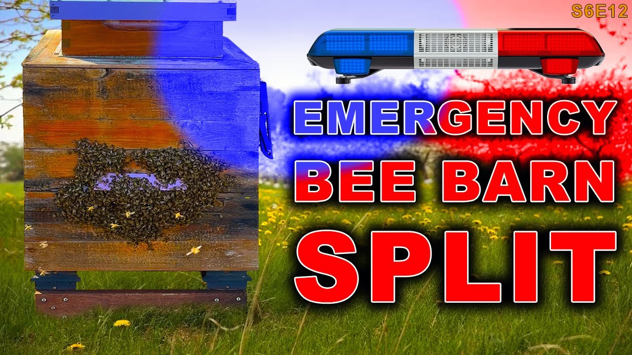 Emergency Bee Barn Split! | Too many bees bearding this early in the season.