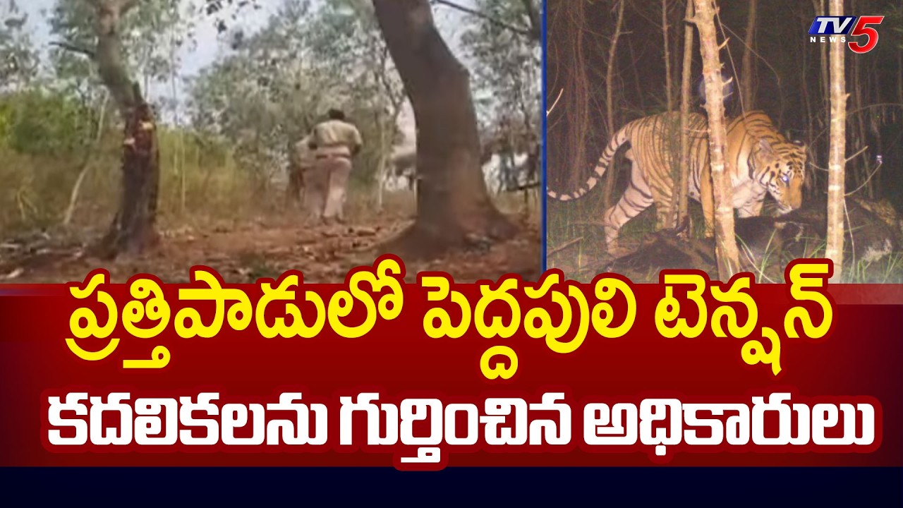 పెద్దపులి టెన్షన్ | Tiger Spotted Near Prathipadu & Sankhavaram | TV5 News