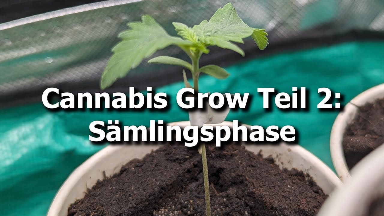 Cannabis Grow Teil 2: S&auml;mlingsphase