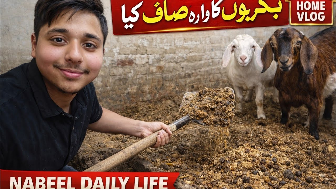 Aj Meine Bakriyon Ka Wara Saaf Kiya | Aaj Ka Simple Vlog | Nabeel Daily Life