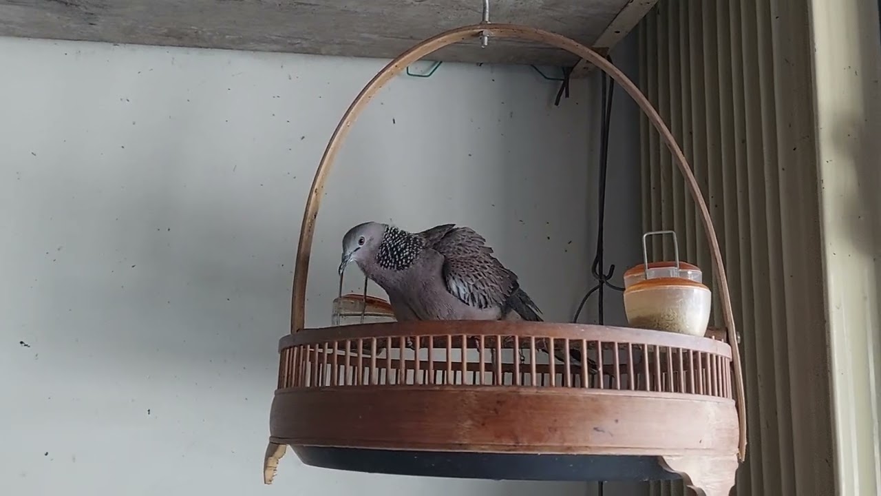 The Singing Bird Welcomes Guests To The House/ Birds Singing/ Chim Cu Khách