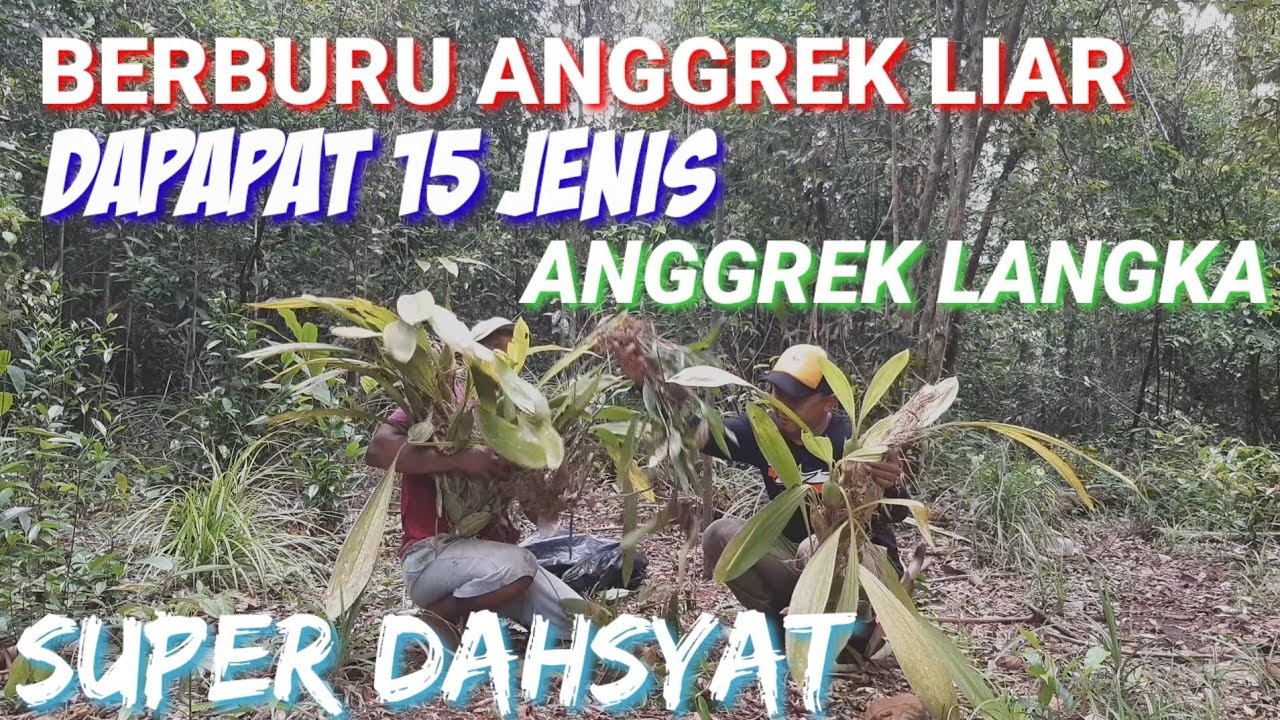 Super Dahsyat..! Berburu Anggrek Liar Dihutan Belantara Dapat 15 Jenis Anggrek langka