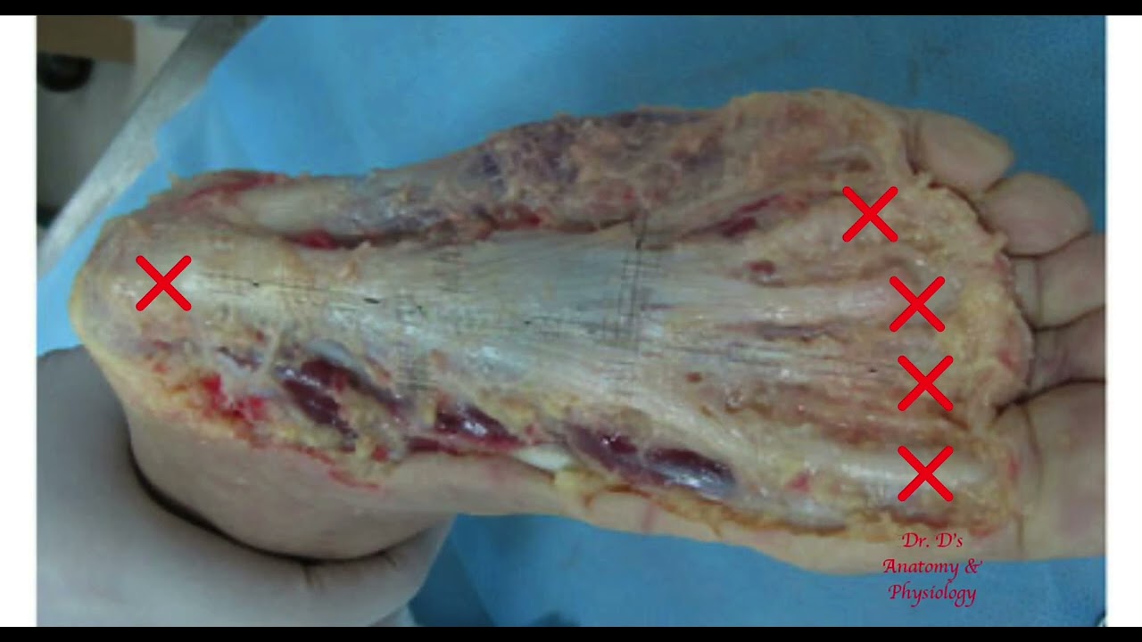 Skeleton - Lower Limb - Bones of the Foot