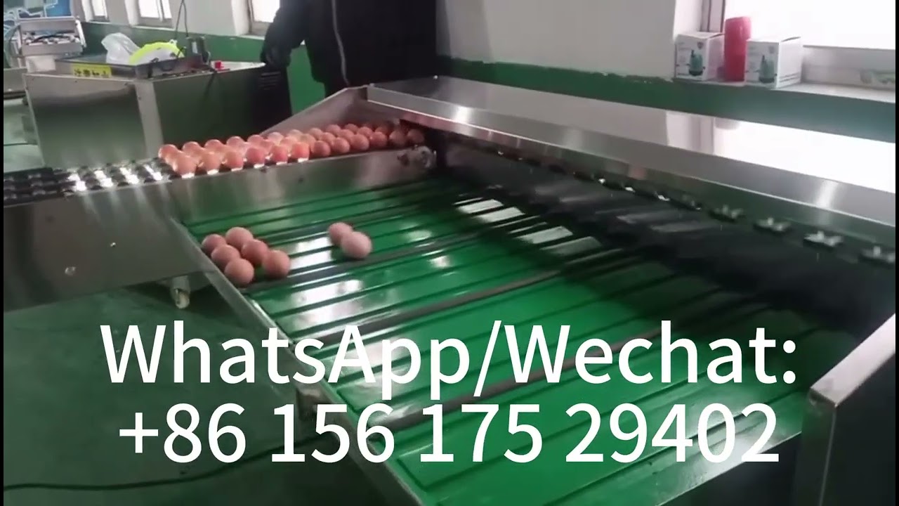 Industrial Egg Classifier Poultry Chicken Egg Weight Grading Sorting Machine#egg #sortingmachine