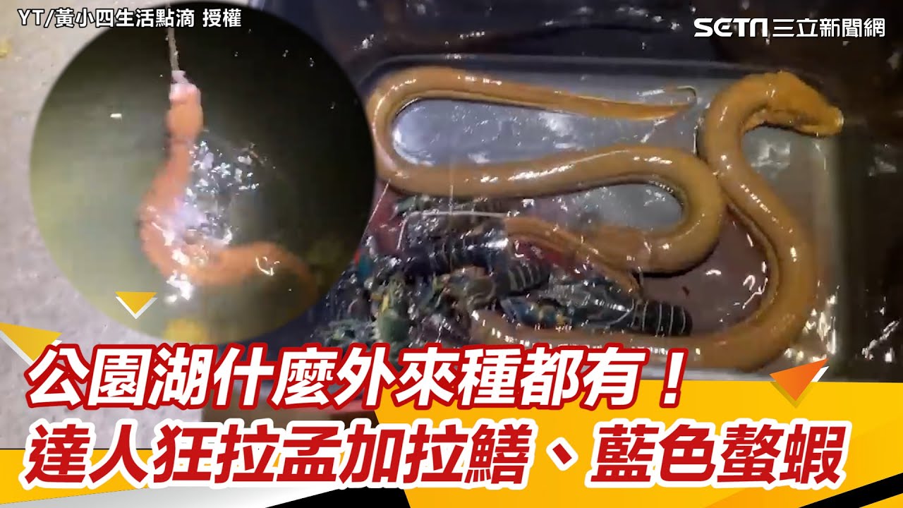 公園湖什麼外來種都有！達人狂拉孟加拉鱔、藍色螯蝦｜三立新聞網 SETN.com