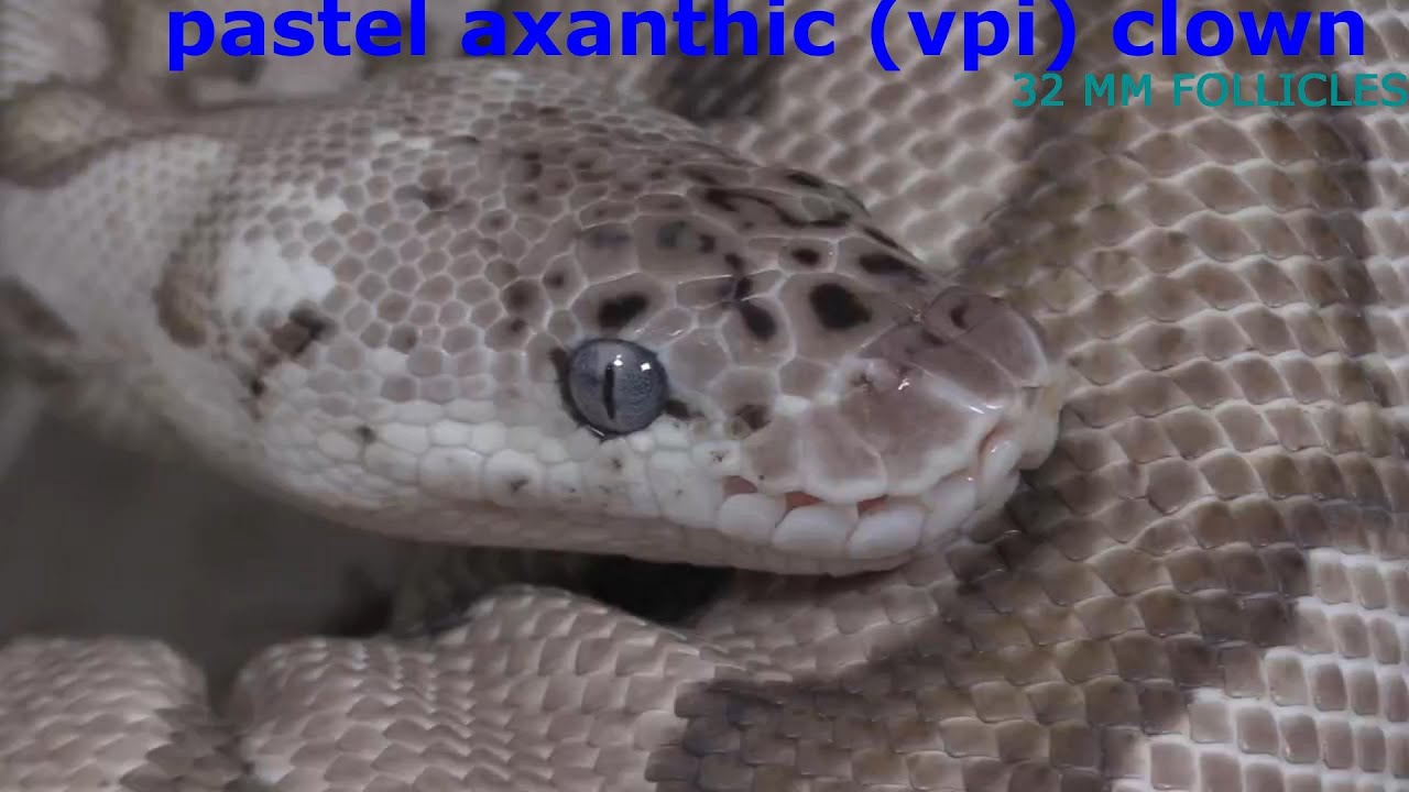 2026 BALL PYTHON BREEDING AND CLOSE UPS