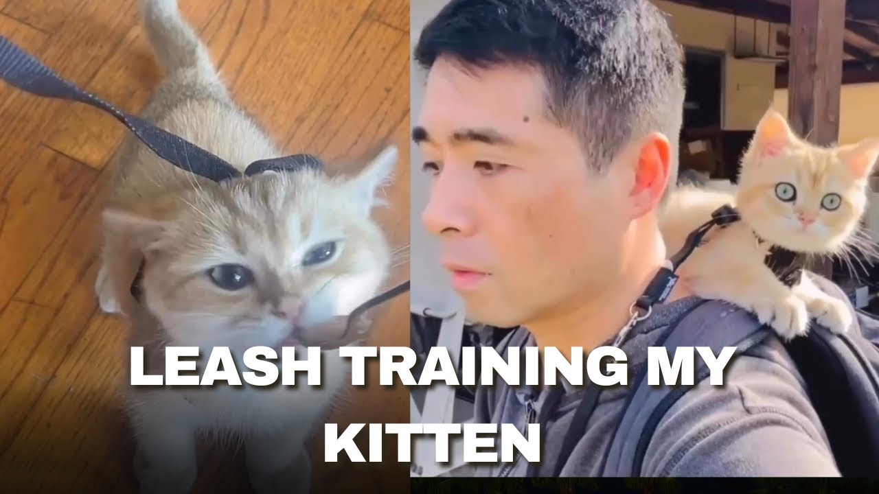 Обучение котенка хождению на поводке: невероятно мило 😻