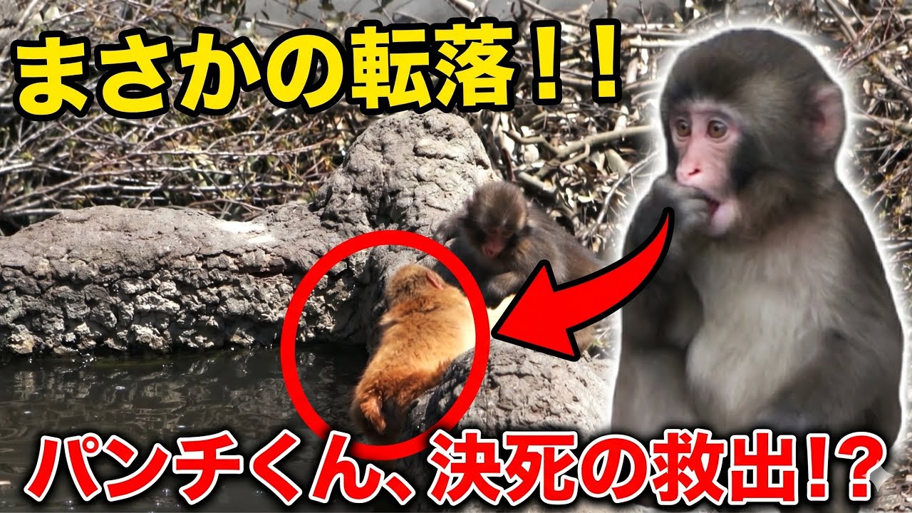 【パンチくん🐵】ハプニング発生！心配する姿を見せた小さいヒーローパンチ♡