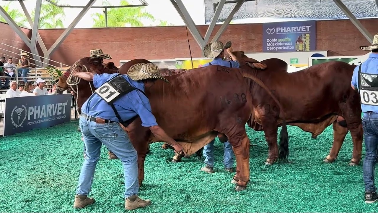 Lar vendaval TE. Competencia Expomalocas 2026