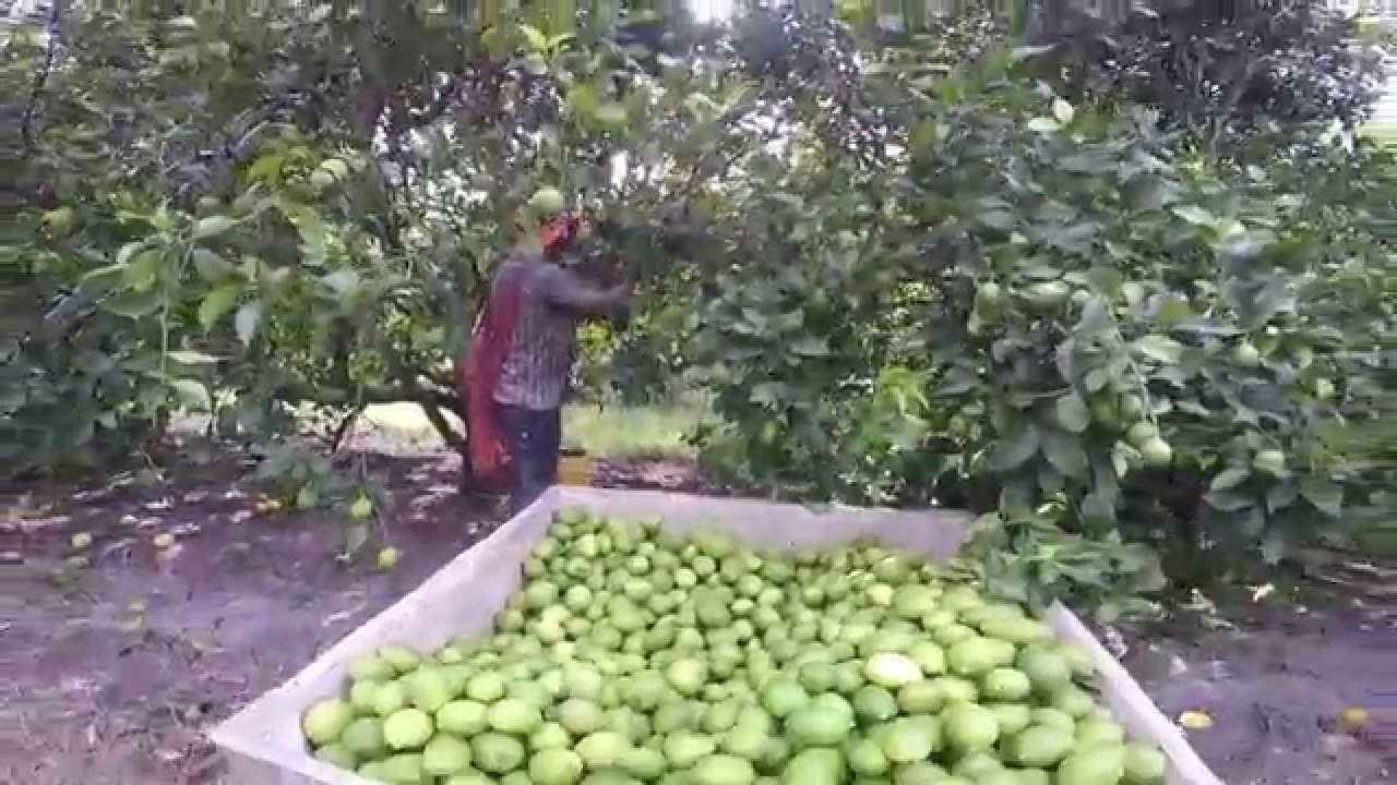 Lemon Picking - Pisca de Limón