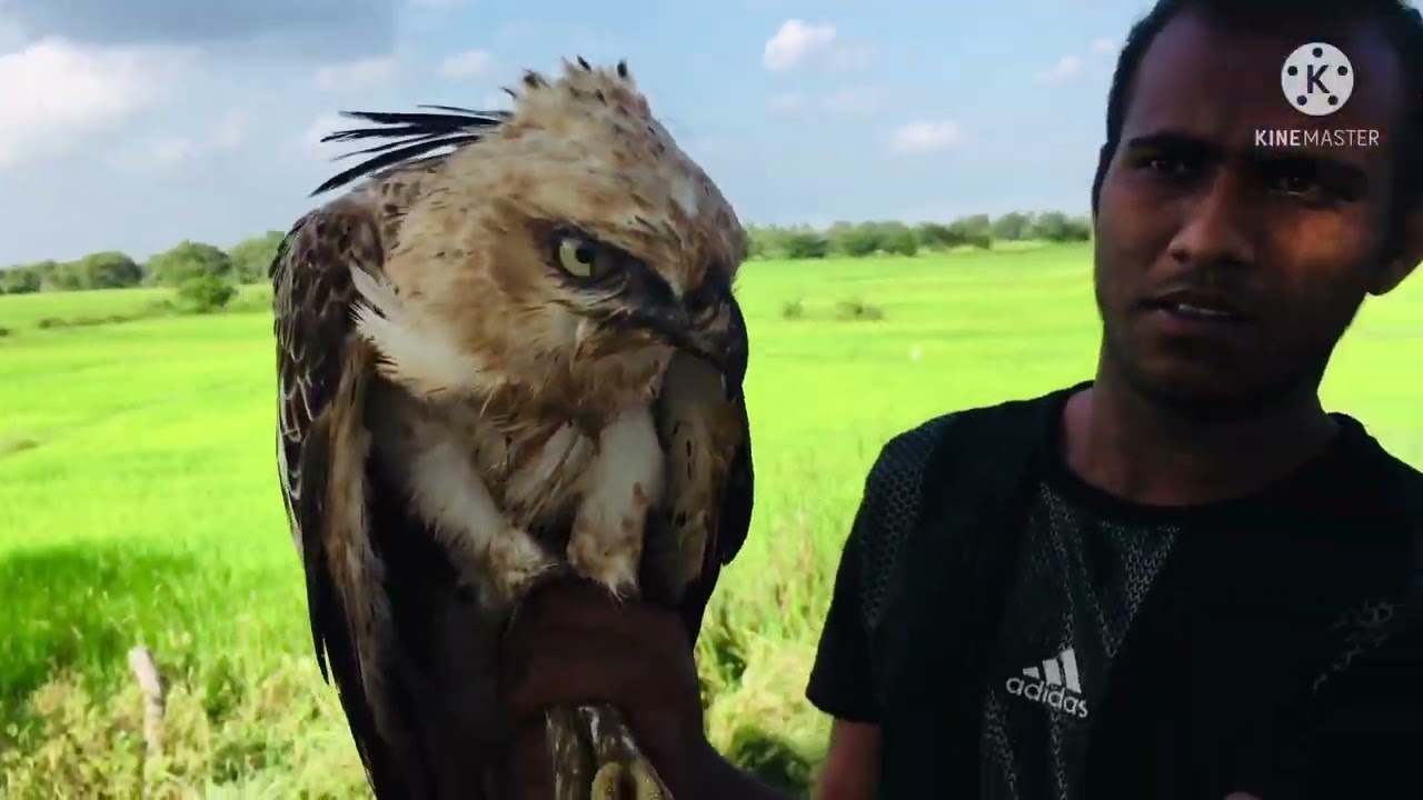 Sri Lanka Wild Animal - Amazing Eagle