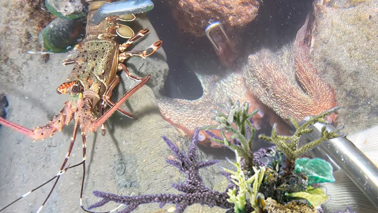 Night Diving Seafood - Catching Lobster, Crab, Flash Shrimp, And Eel126