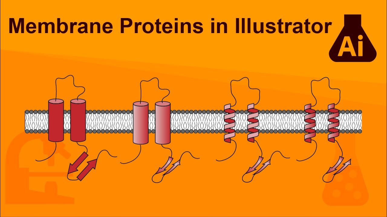 Membrane Proteins in Adobe Illustrator