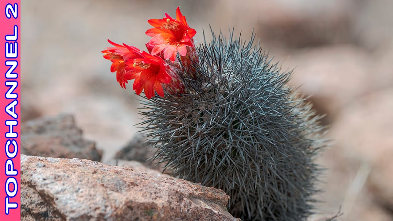 7 Variedades de Oreocereus más lindas