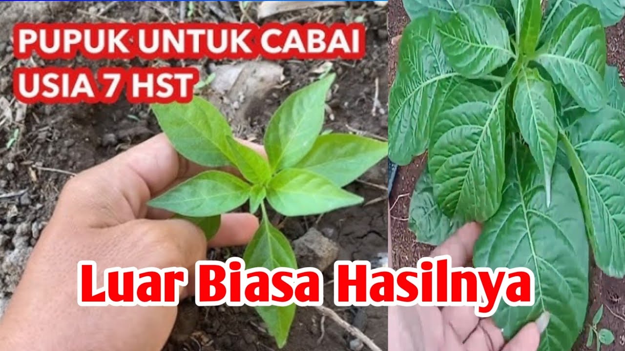 Pemupukan Cabe Usia 7 Hari Menggunakan Garam dan Micin Luar Biasa Hasilnya 