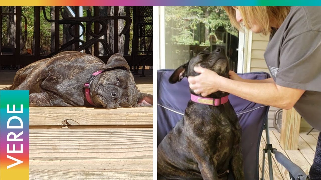 Perrita llegó a esta casa como un ángel caído del cielo