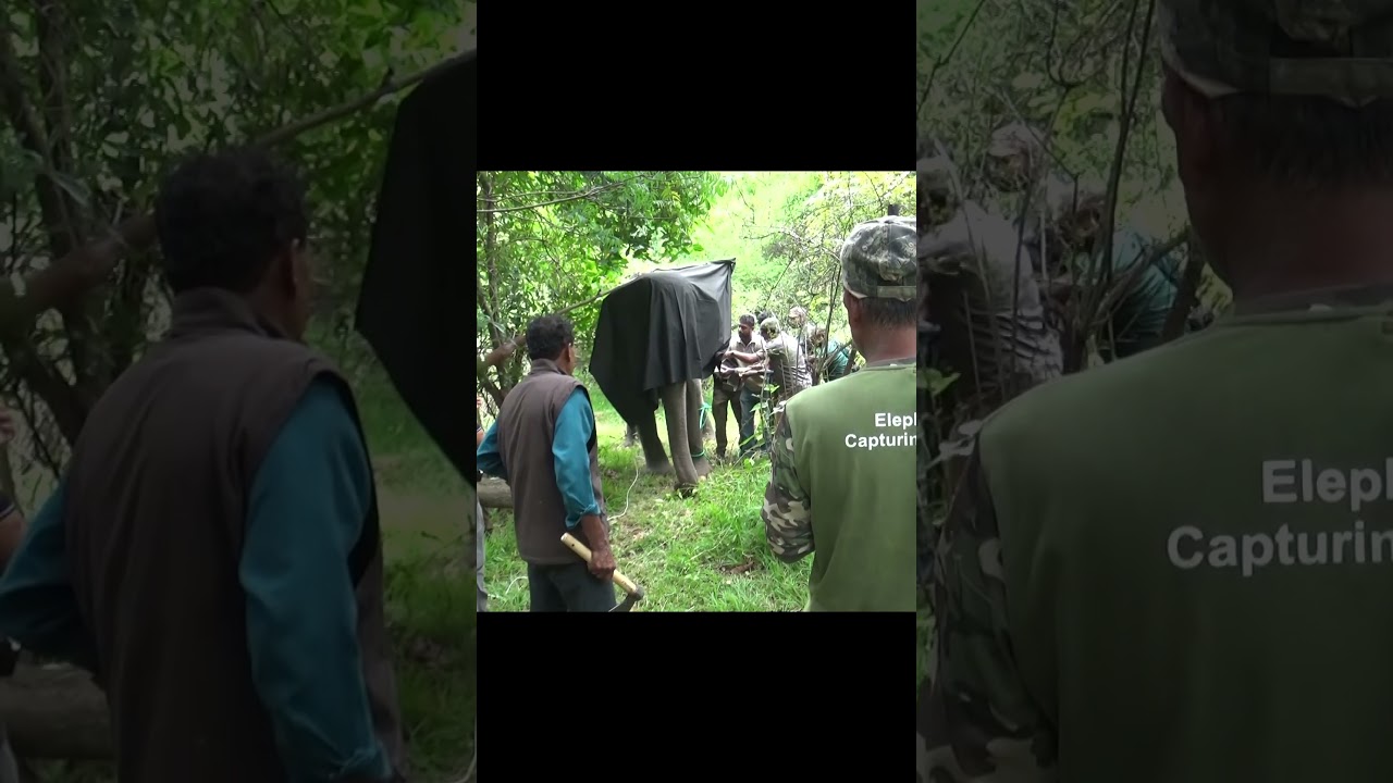 Treatment injured wild elephant | #shorts