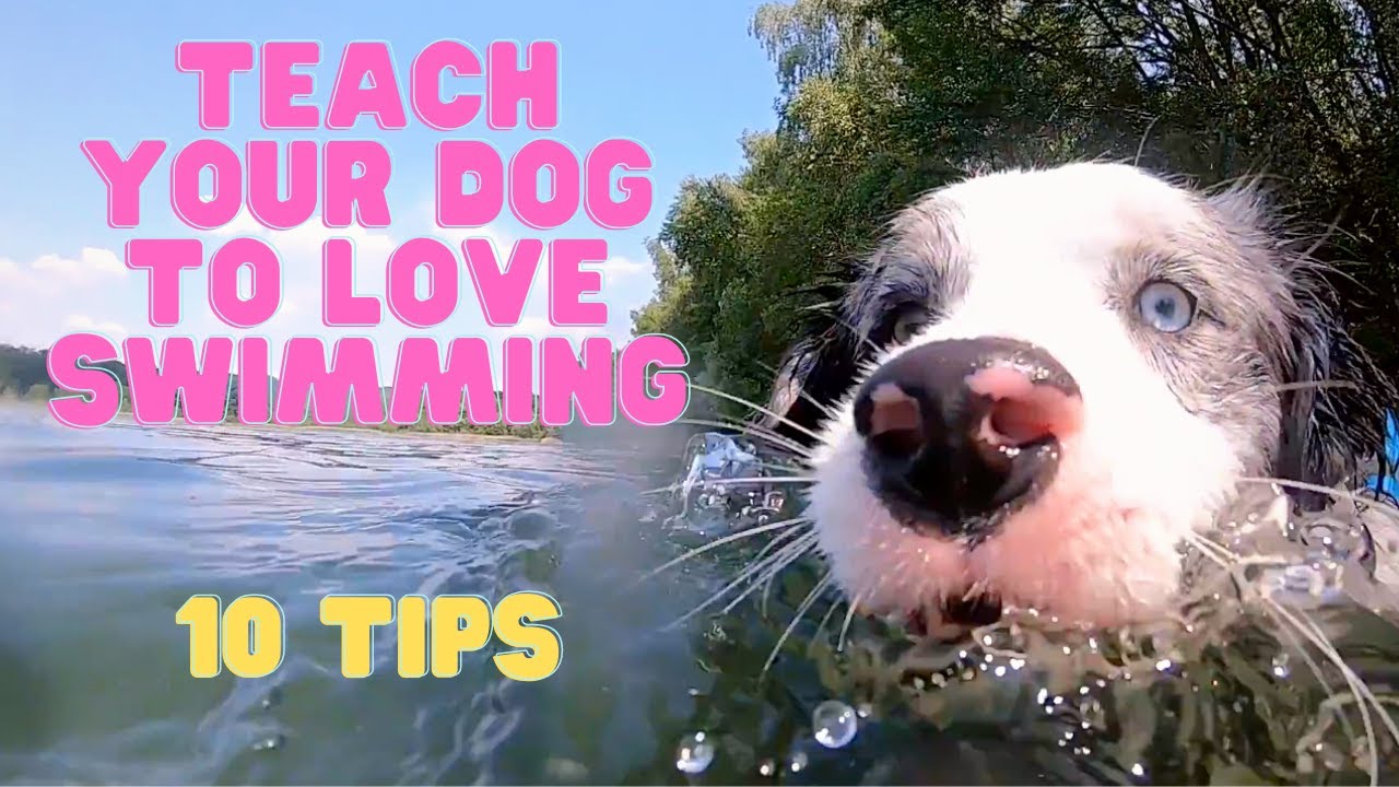 How to Make Your Dog LOVE Water & Swimming - 10 EASY, EFFECTIVE Tips