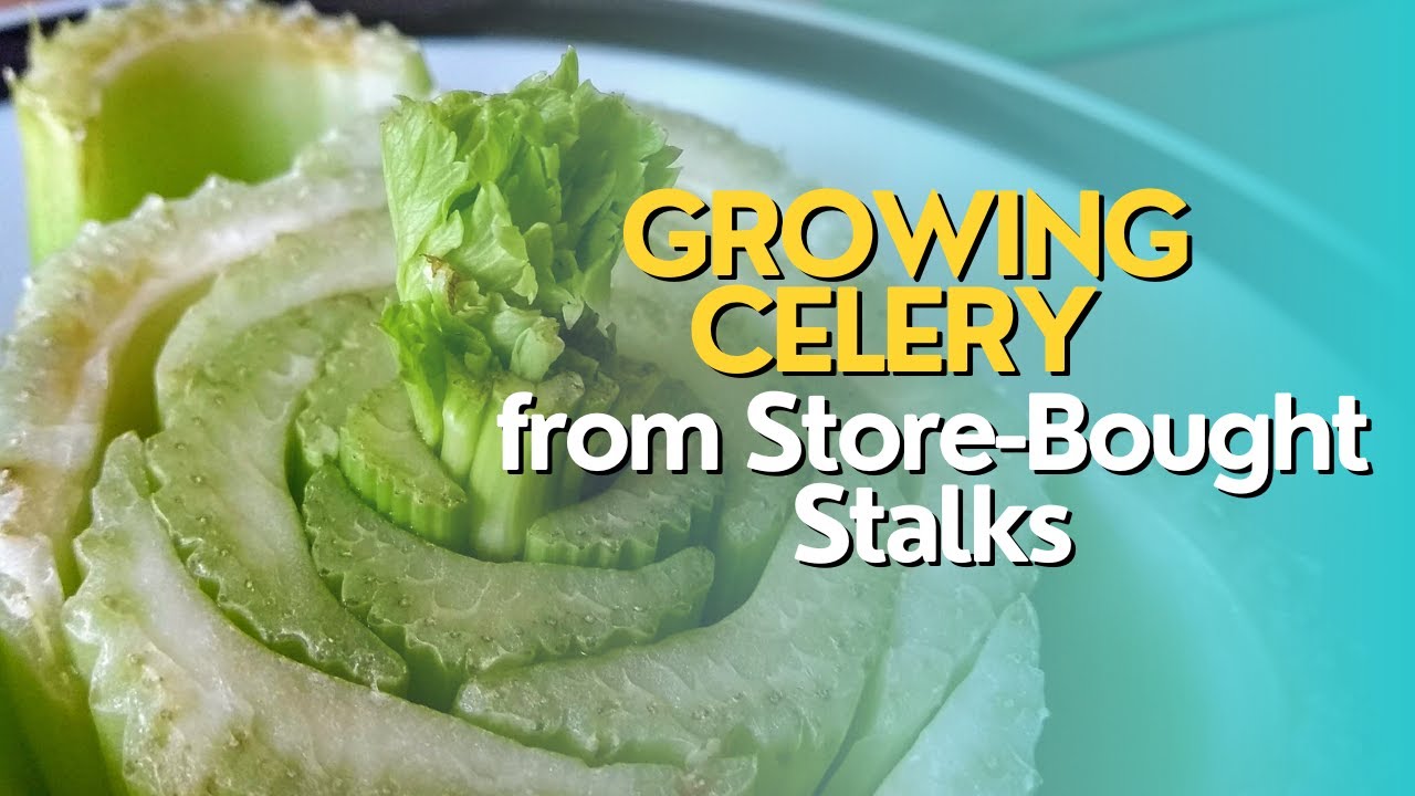 Growing Celery from Store-Bought Stalks