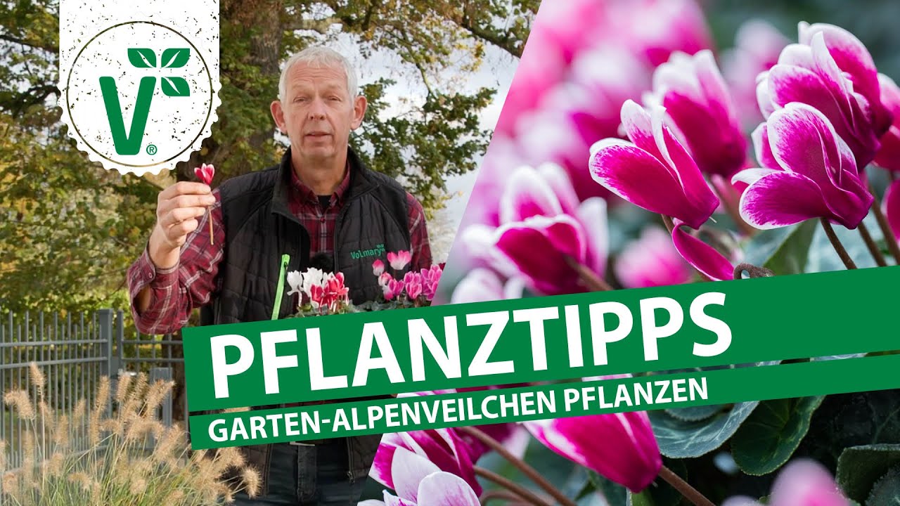 Was muss man beachten bei der Pflanzung von duftenden Garten-Alpenveilchen?