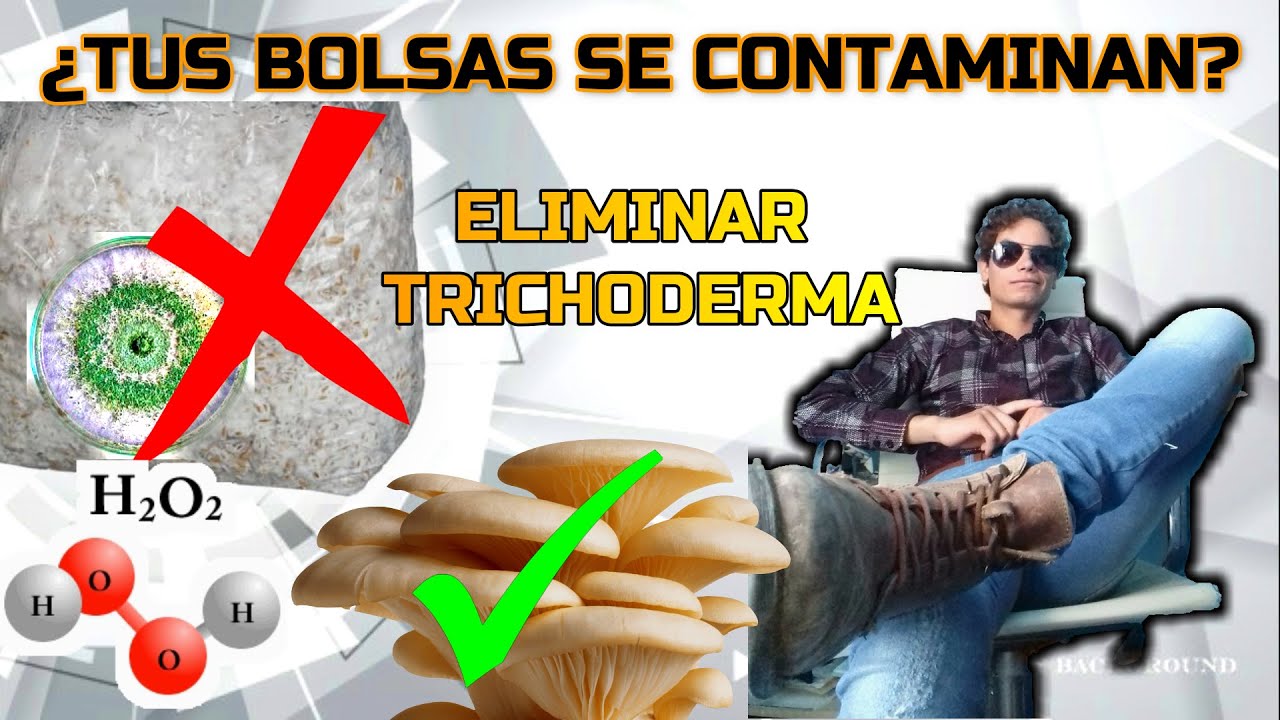 Hongos | Tus Bolsas se ponen verdes? 🍄💉🧪✅  (Elimina el  Trichoderma)