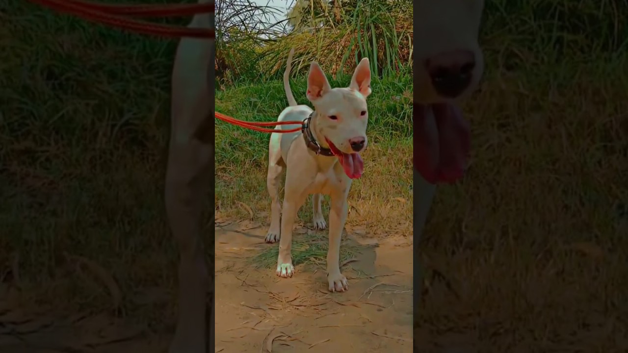Wild Boar Hunting Lahore (Part- 2) || Soor ka Shikar | Pig Hunting Dogs | Hog Dogs