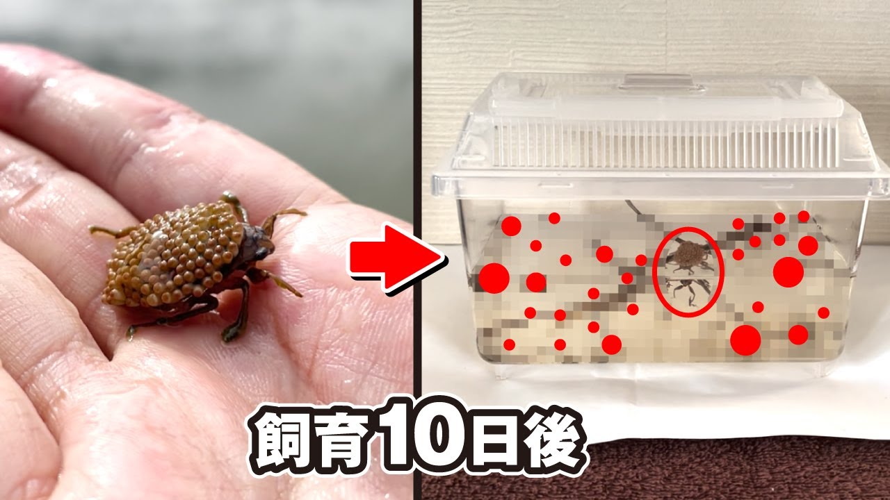 池で見つけた変な虫を飼育したらすごいことになった