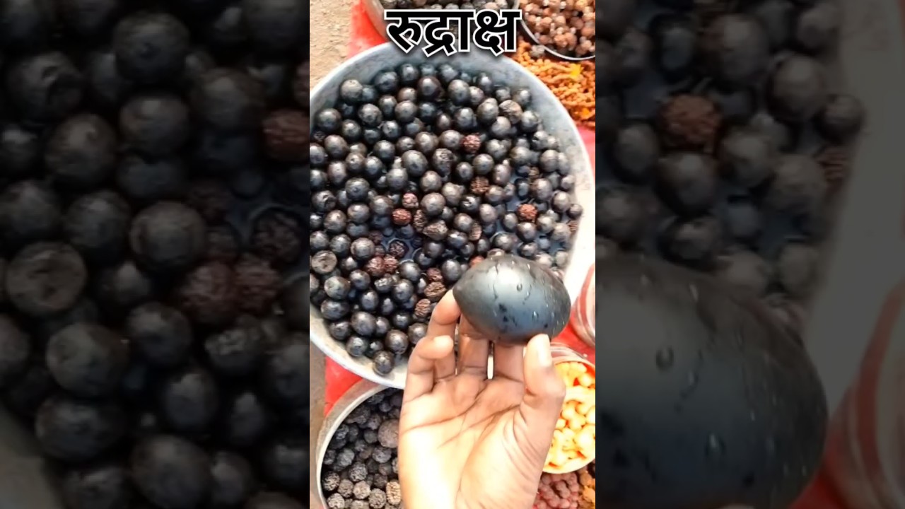 Original Rudraksha | रुद्राक्ष | #sorts  #rudraksha #रुद्राक्ष rudraksha mala