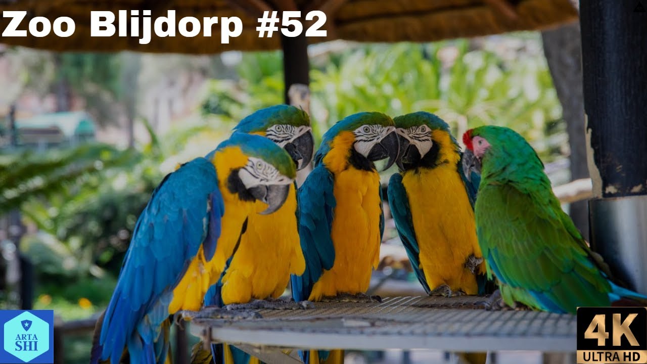 4K - ZOO Blijdorp Rotterdam - the Netherlands - 2020 #52