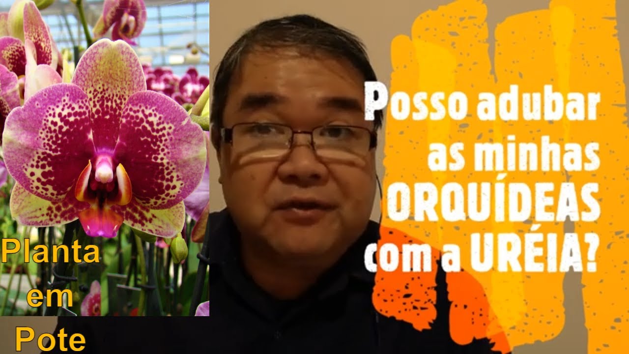 Posso adubar as minhas ORQUÍDEAS com a URÉIA? Prof.Roberto Takane