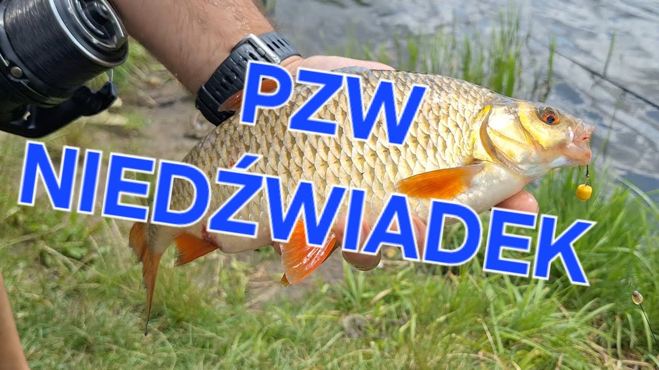 PZW Niedźwiadek - trudna woda.